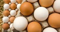 استدعاء ٢٠٠ مليون بيض مائدة خوفاً من تلوثها بـبكتيريا السالمونيلا